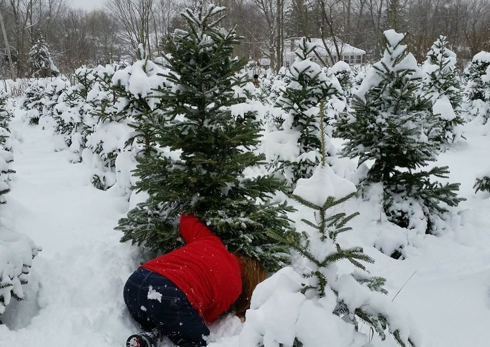 Beckwith Family Christmas Trees & Wreaths - Call now: 3155645479 Jack & Faye Beckwith. 189 Mill Street Hannibal 13074 NY