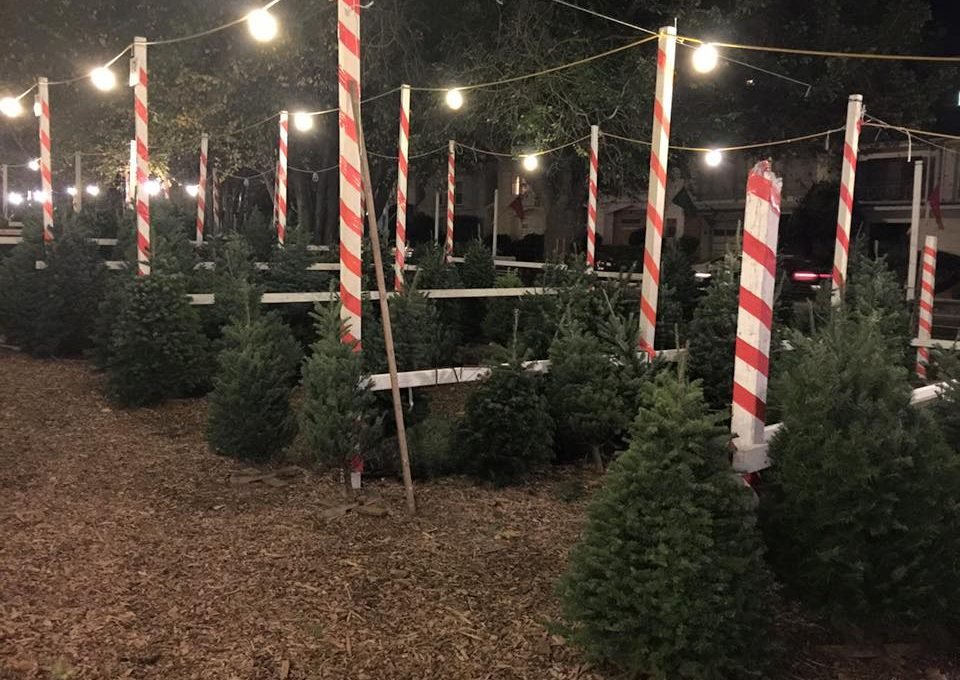 Clancy's Christmas Trees - Pumpkin Patch - Call now: 4157532689 Les & Linda Steinhoff. 1620 7th Avenue Lawton San Francisco 94122 CA