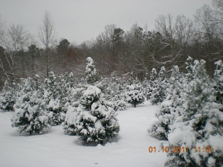 Muddy Creek Christmas Tree Farm - Call now: 501-602-5943 Ed and Sheliah Stehle. 22109 Easter Lane Mabelvale 72103 AR