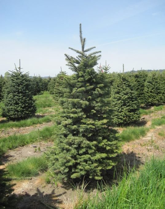 Stocker Farms - Call now: 360-568-7391 . 8705 Marsh Rd Snohomish 98296 WA