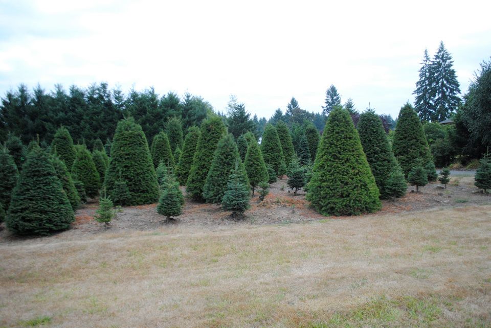 The Tree Wisemans Christmas tree farm - 98642 Ridgefield 26500 NE 53rd Ave