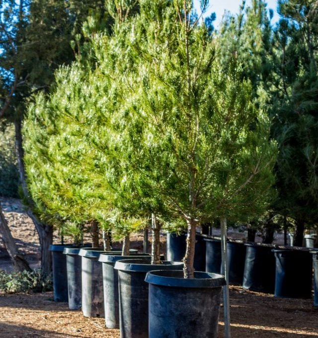 Mondell Pine Farm - Call now: 928-692-6394 Doug. 8625 East Sweetwater Road Kingman 86401 AZ