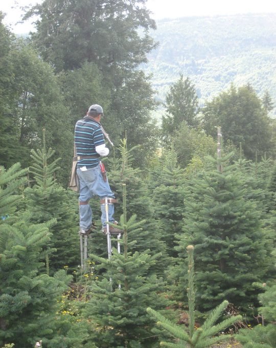 Clayton Valley Pumpkin Farm & Christmas Trees - Call now: 9256725198 . Clayton 1060 Pine Lane 94517 CA