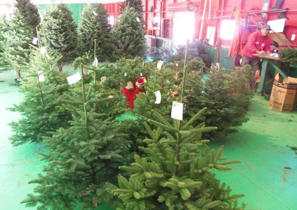 Santa's Tree Farm and Village - Call now: . 78 Pilarcitos Creek Rd Half Moon Bay 94019 CA