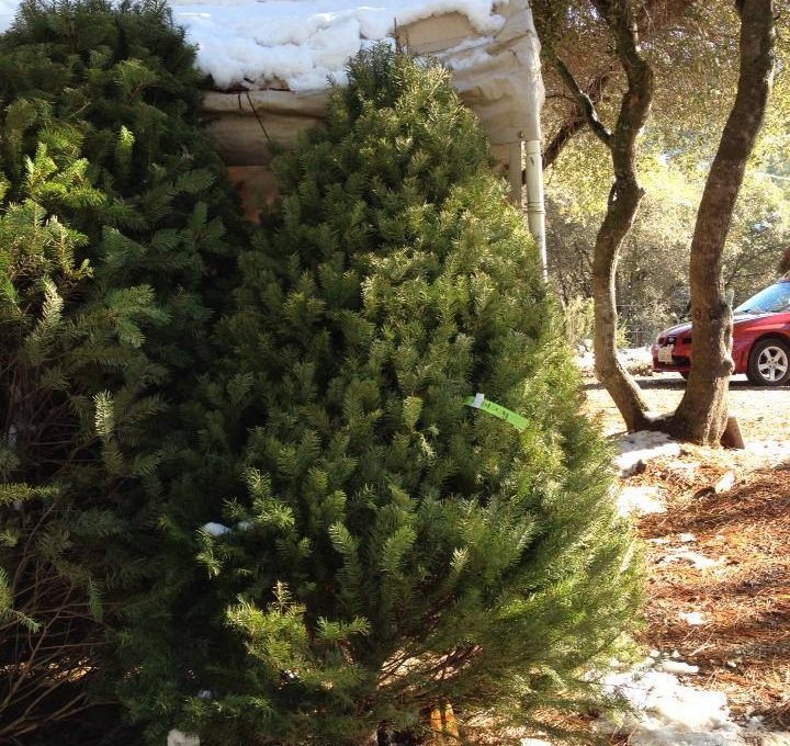 Anderson Christmas Tree Farm - Call now: 2097281531 . 1743 Mustang Rd Murphys 95247 CA