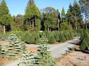 McBurney Christmas Tree Farm - Call now: 5302732779 . 11197 Cedar Ridge Dr Grass Valley 95945 CA