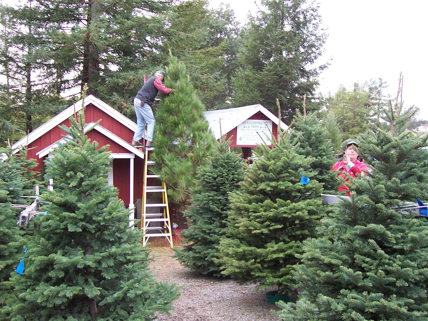 Ee7000a1395fb52302efe22532f4372c Christmas Tree Farms In Usa