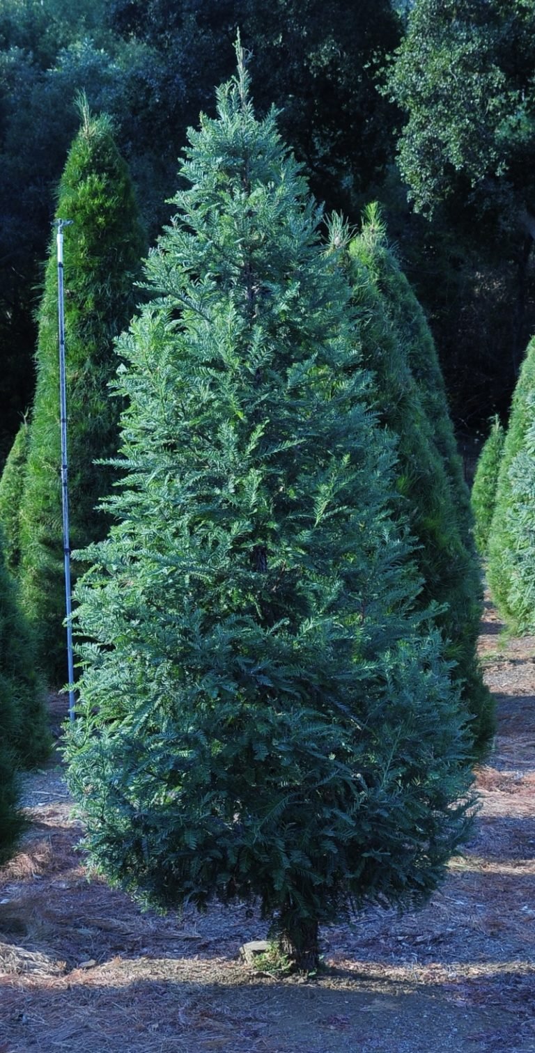 redwood1 Christmas Tree Farms in USA