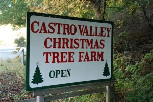 Castro Valley Christmas Tree Farm - Call now: 510-889-1992 . Redwood Rd at Miller Rd Castro Valley 94546 CA